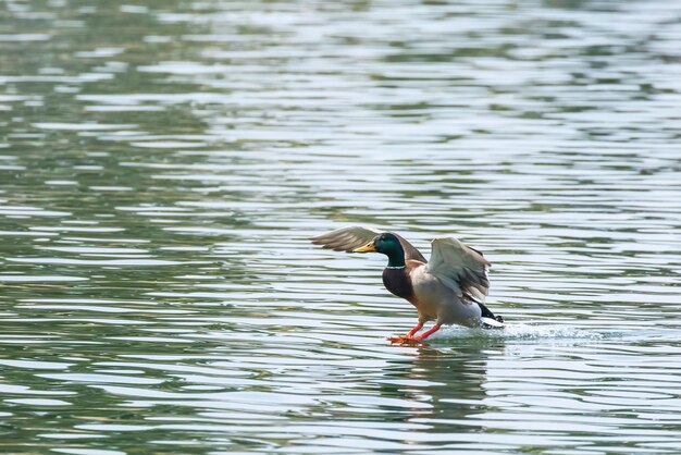 水に着陸するマガモ