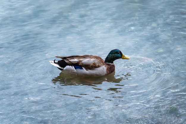 Mallard duck of Teal drijvend op het meer