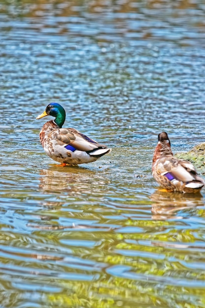 夏の池のマガモ