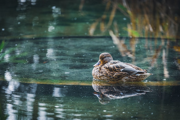 Mallard duck rusten in een vijver