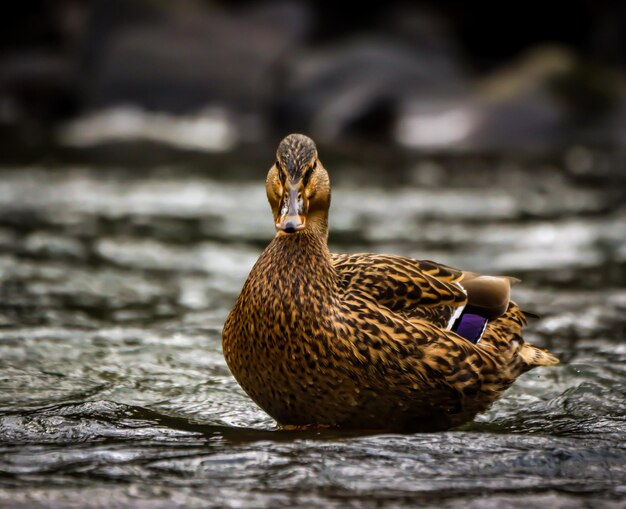 Photo mallard duck sitting in water gazing behind