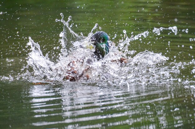 写真 湖に飛び込んでいるマラードアヒル