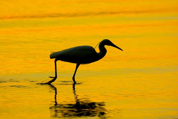 Mallard duck standing on lake during sunset