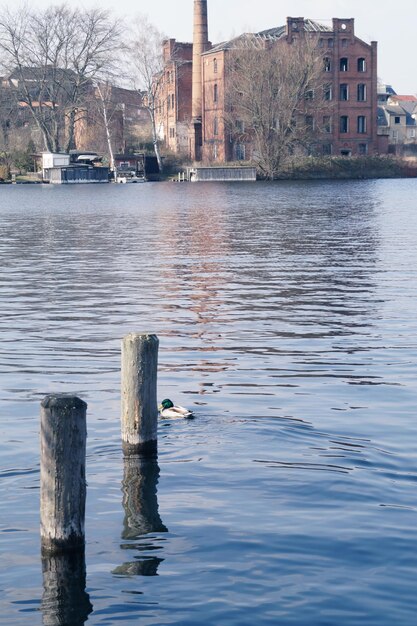 Mallard duck swimming by wooden post in lake