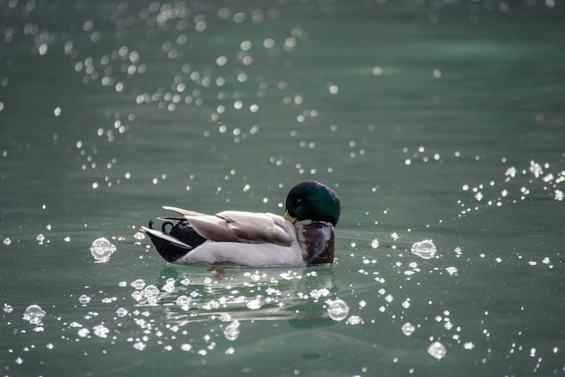 Photo mallard duck swimming in lake