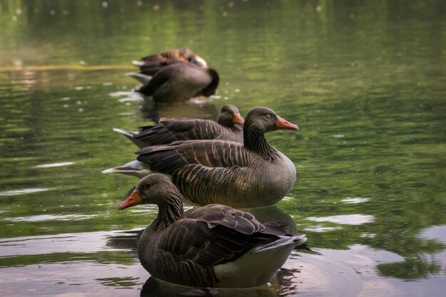 Foto anatra mallarda che nuota sul lago