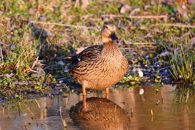 Photo mallard duck swimming in lake