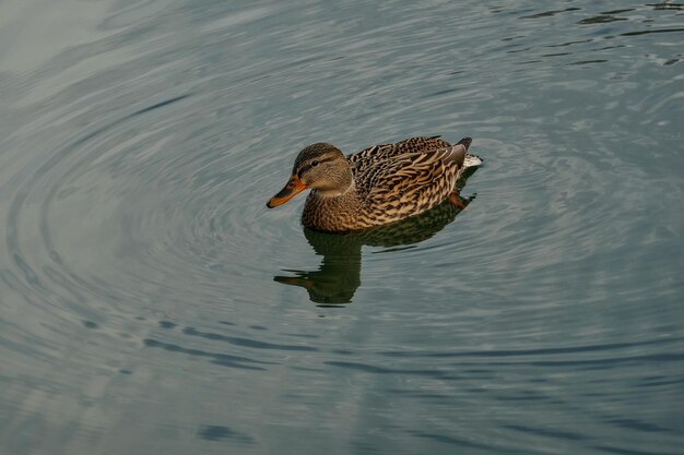 Photo mallard duck swimming in lake