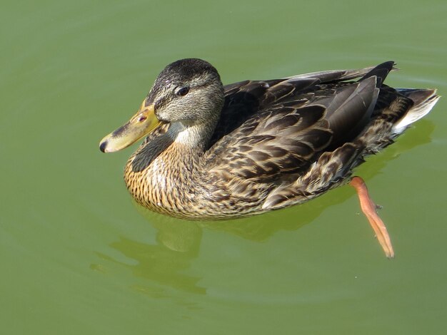 Photo mallard duck swimming on lake