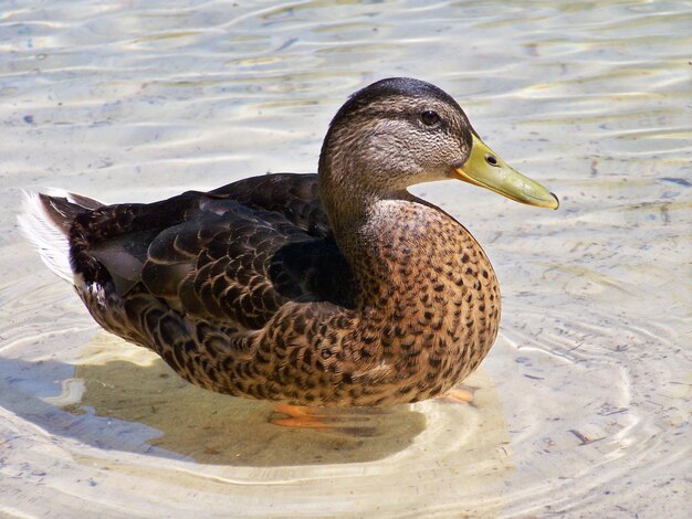 Photo mallard duck swimming on lake