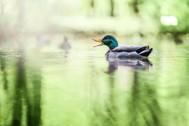 池で泳ぐマガモ