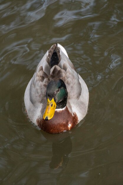 Mallard duck swimming on a pond