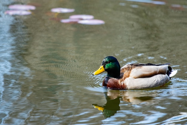 Mallard duck nuoto sul fiume.