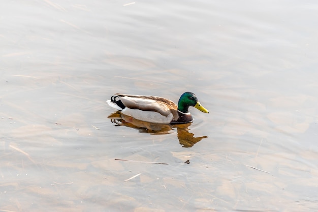 Mallard Duck swims in the river.