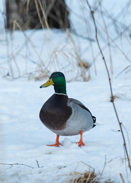 マガモが湖の近くの雪の中を歩く