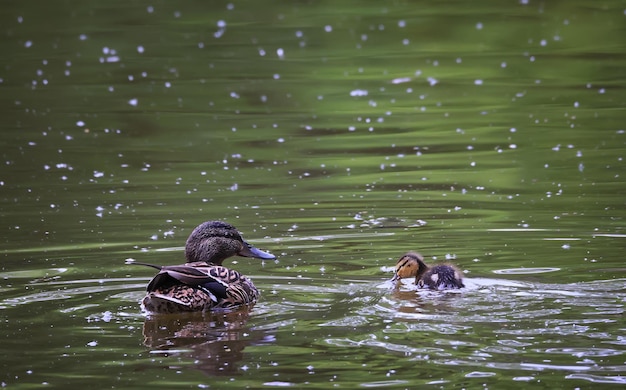 Mallard duck in the wild, migratory bird, seasonal\
migration