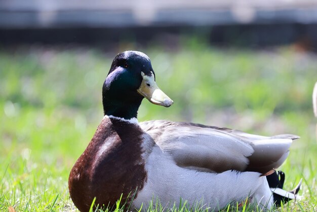 mallard duck in the wild, migratory bird, seasonal migration