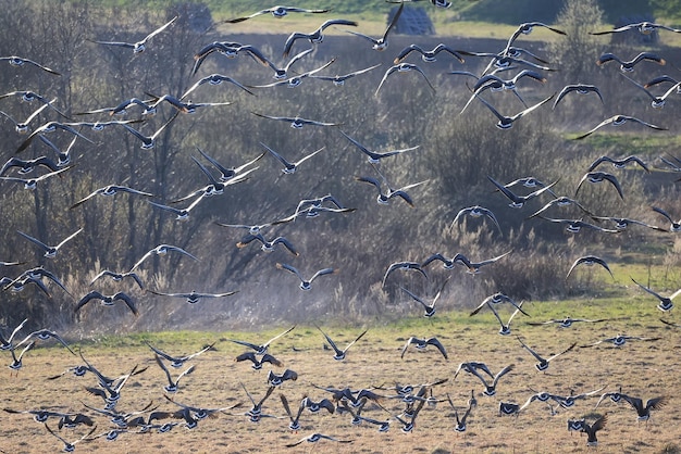 mallard duck in the wild, migratory bird, seasonal migration