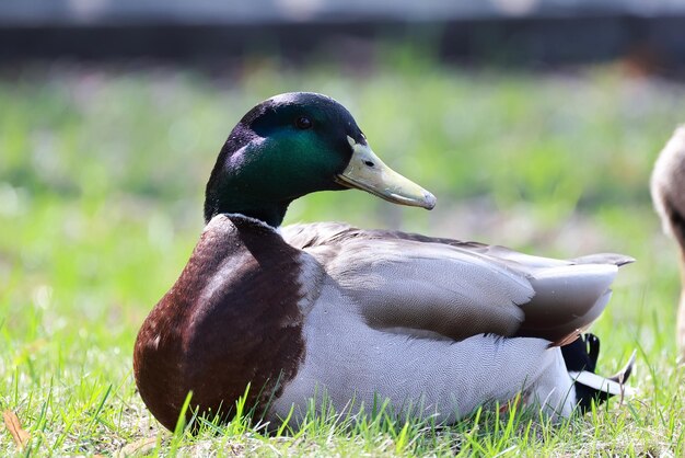 野生のマガモ、渡り鳥、季節の渡り