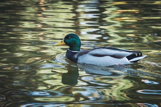 Mallard duck zwemmen op een meer