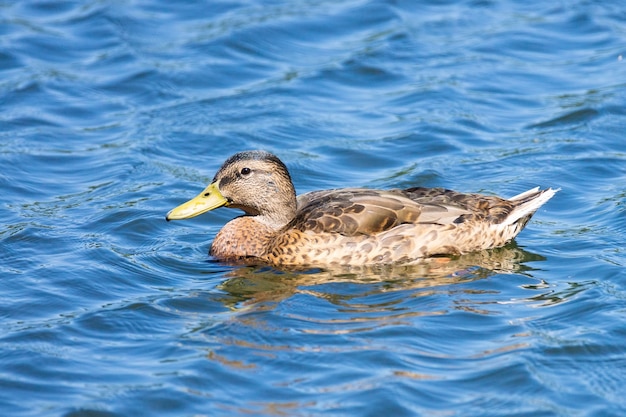 Mallard duck zwemmen op een vijver foto met reflectie in water