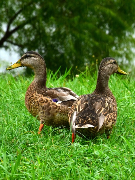 Photo mallard duck