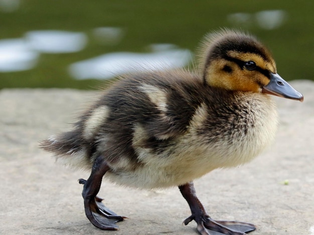 Mallard ducklings on the side of the lake