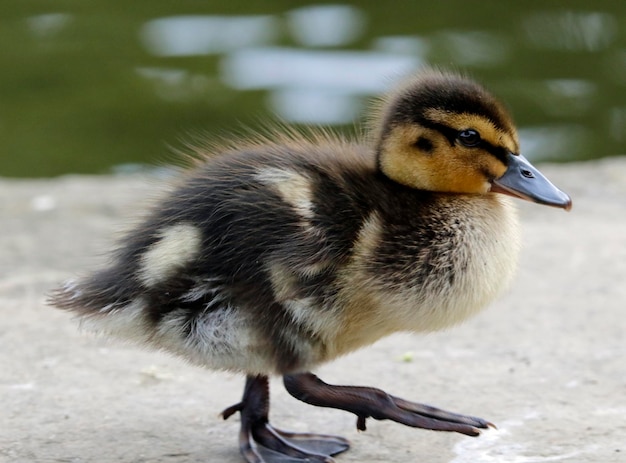 Mallard ducklings on the side of the lake