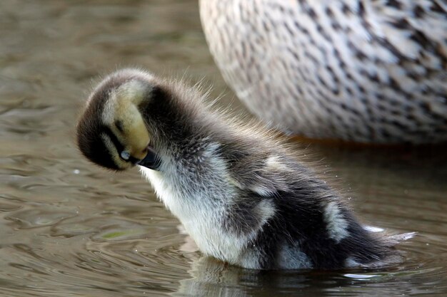 Mallard ducklings on the side of the lake