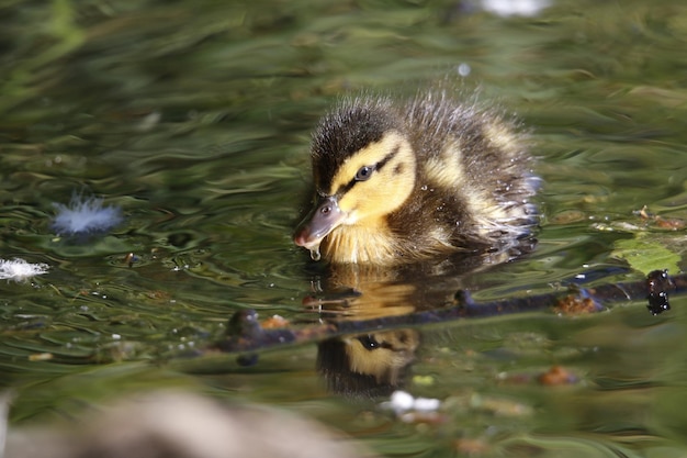 写真 池で泳ぐマガモのアヒルの子