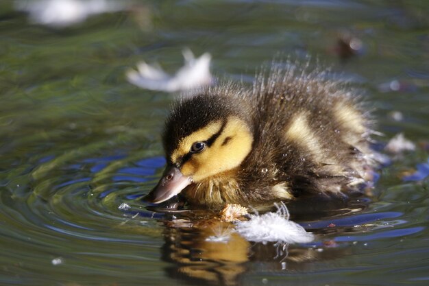 写真 池で泳ぐマガモのアヒルの子