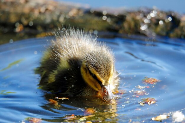 Mallard ducklings swimming on a pond