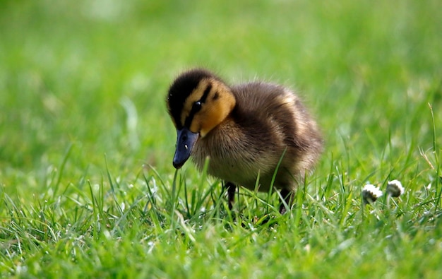 Mallard ducklings swimming on a pond