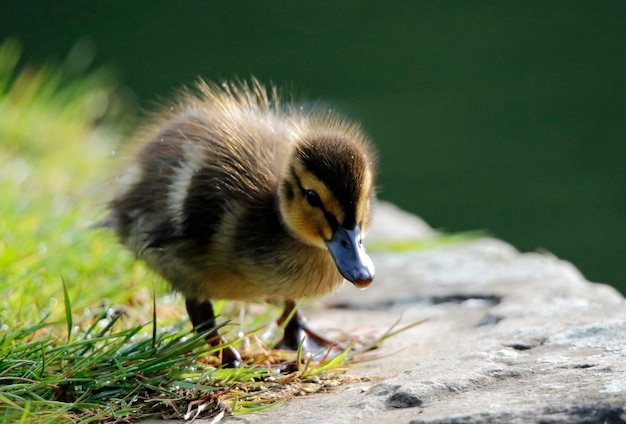 Mallard ducklings swimming on a pond