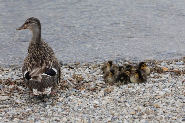 Mallard ducks on beach