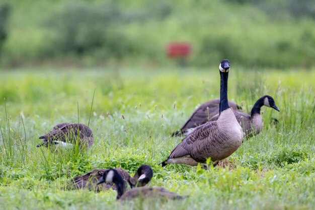 Mallard ducks on field