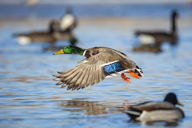 Mallard ducks in flight