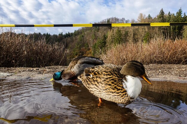 Foto anatre mallarde nel lago