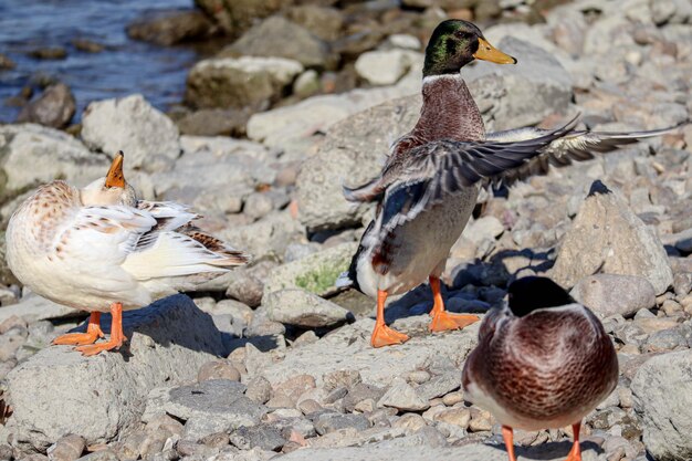 Photo mallard ducks morning exercises