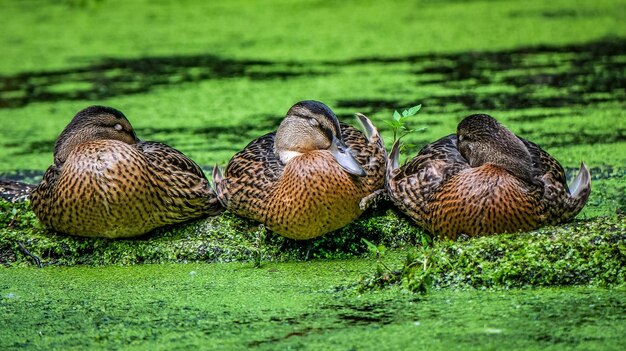 写真 湖の上のモスの上でマラードアヒル