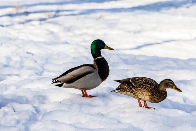 Mallard ducks in snow