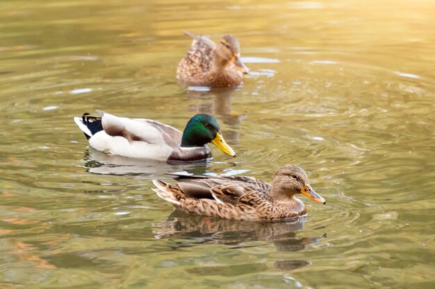 Photo mallard ducks swimming in a lake