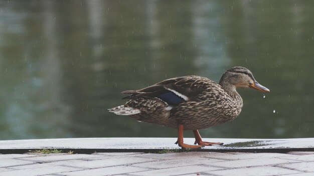 Foto mallard eend bij het meer op een zonnige dag