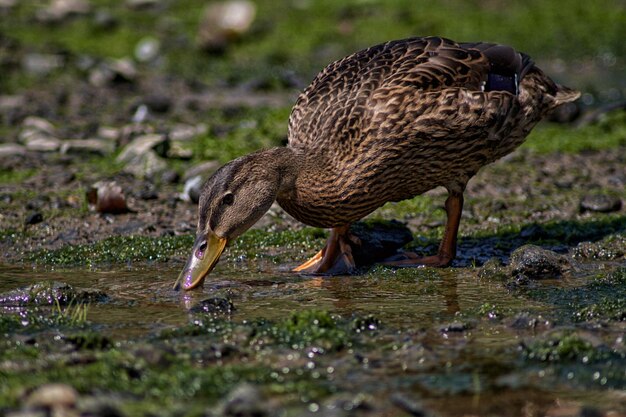 Foto mallard eend drinkt water op het veld