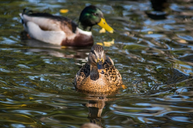 Foto mallard eend in een meer