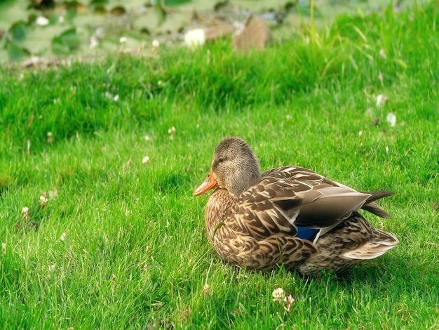 Foto mallard eend op het veld