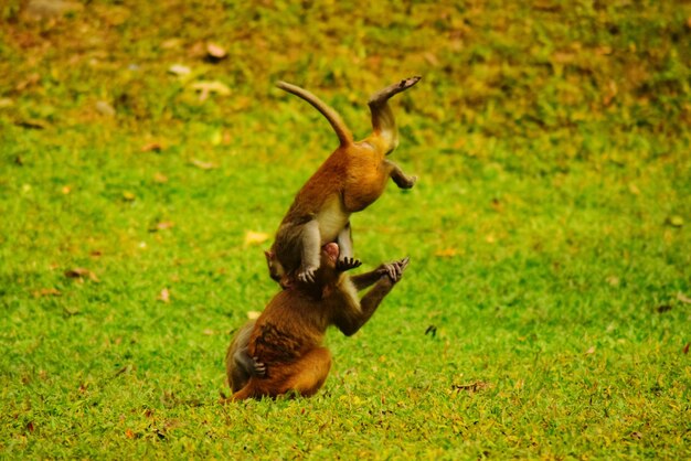 Foto mallard eend op het veld