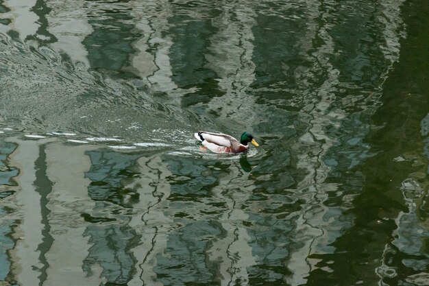 Mallard eend zwemmen op het meer