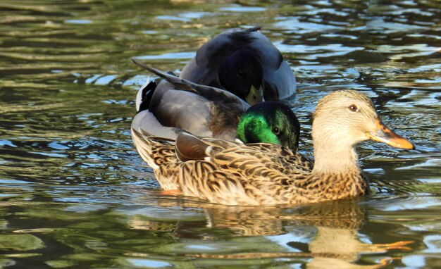 Foto mallard eenden zwemmen in het meer