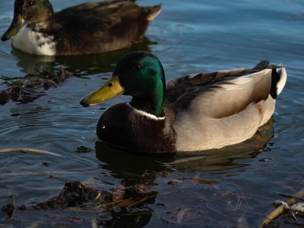 Mallard eenden zwemmen op het meer